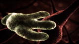 Monsters Inside Me: Brain Eating Amoeba