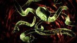 Monsters Inside Me: Rat Lungworm