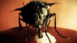 Medical Mysteries (VOD): Hair Maggots