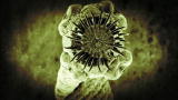 Monsters Inside Me: Pork Tape Worm