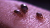 Monsters Inside Me: Bedbugs