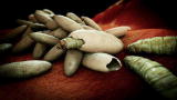 Monsters Inside Me: Screwworms