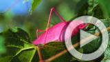 Planet 100: Top 5 Unearthly Insects!