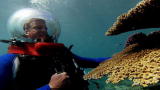 Blue August: Fearless Planet: Coral and Algae
