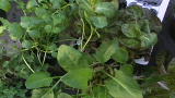 Organic A to Z: H is for Herbs