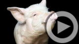 Planet 100: Frankenpig (4/6)