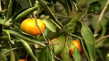 Living With Ed: Every-Day Tips: Plant A Tree