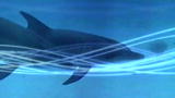 Blue August: NRDC, Stop Deadly Sonar!