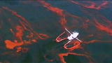 Disaster In The Gulf: The Oil Spill Environmental Impact