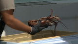 Operation Wild: Lobster Season