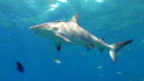 Oceans Blue: Sharks