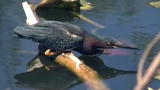 TreeHugger TV: Saving The Everglades