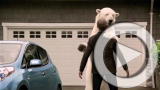 Planet 100: Top 5 Videos Starring Polar Bears