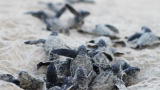 Blue August 2011: Turtle Hatchlings