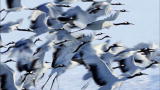 100 Places: Kushiro Marsh, Japan