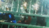 Reel Impact: Sharks: A Family Affair