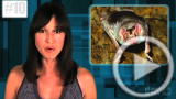 Planet 100: Planet 100's Top 10 Most Bizarre Stories