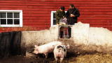 The Fabulous Beekman Boys: Sorry Josh, The Pigs Get The Leftovers