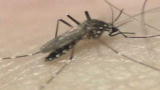 Focus Earth: The New Dawn Of Disease
