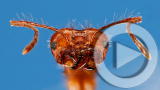 Planet 100: Top 5 Genius Animals