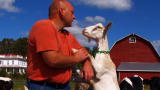 The Fabulous Beekman Boys: Ain't Nuthin' But A Goat Thang