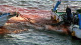 Blood Dolphins: Turning a Blind Eye