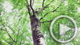Planet 100: Talking Tree is a Social Media Sensation