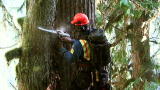 Heli-Loggers: Back In The Saddle Again