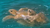 Blue August :Mating Season In Our Oceans
