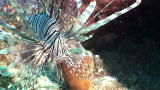 Oceans Blue: Lion Fish
