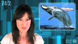 Planet 100: Whales Saved by Recession (11/17)