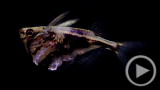 Planet 100: Top 5 Underwater Sex Acts
