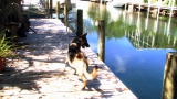 Operation Wild: Croc Bites Dog