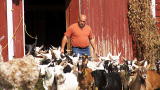 The Fabulous Beekman Boys: A Goat By Any Other Name