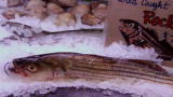 Emeril Green 2: Rockfish Recovery