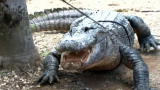 Operation Wild: How to Catch a Gator