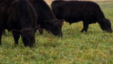 Emeril Green 2: Why Grass Fed Beef