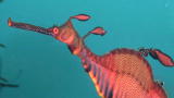 Oceans Blue: Sea Dragon