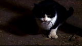 The Fabulous Beekman Boys: Meet The Beekman Barn Cats