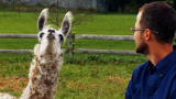 The Fabulous Beekman Boys: A lot Of Llama Drama