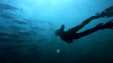 Blue August: Save the Blue Fin Tuna