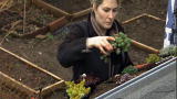 Renovation Nation: The Living Roof