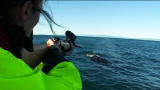 Coastwatch: Tagging a Humpback Whale