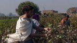 Blood, Sweat & T-Shirts: The Real Cost Of Cotton?