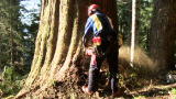 Heli-Loggers: $50,000 Tree