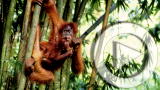 Planet 100: Top 5 Eco-Shock Campaigns