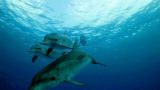 Blood Dolphins: Mission Accomplished