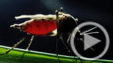 Planet 100: Super Mosquitoes Fight Dengue