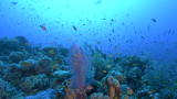Oceans Blue: Coral Reef