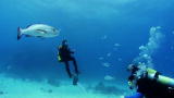 Blue August: Dive Into Ocean Currents